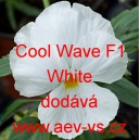 Maceška zahradní, převislá Cool Wave F1 White