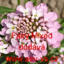 Iberka okoličnatá Fairy Mixed