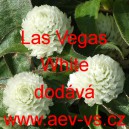 Pestrovka kulovitá, věkostráz Las Vegas White