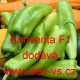 Paprika roční zeleninová hybridní Konventa F1