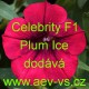 Petúnie mnohokvětá Celebrity F1 Plum Ice