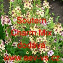 Divizna zkřížená Southern Charm Mix