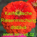 Ost&aacute;lka sličn&aacute;, lep&aacute; Kalifornische Riesenmischung