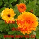 Měsíček lékařský Little Ball Mix