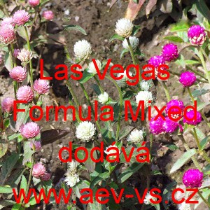 Pestrovka kulovitá, věkostráz Las Vegas Formula Mixed