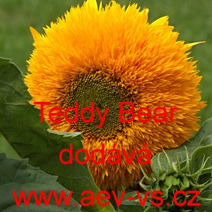 Slunečnice roční Teddy Bear