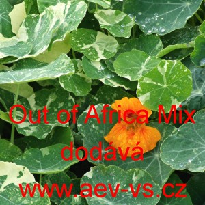 Lichořeři&scaron;nice vět&scaron;&iacute;, kapuc&iacute;nka Out of Africa Mix