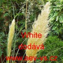 Pampas dvoudomý White