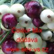 Cibule jarní kuchyňská Colour Mix