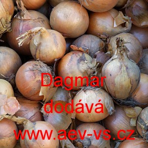 Cibule jarn&iacute; kuchyňsk&aacute; Dagmar