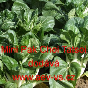 Čínské zelí Mini Pak Choi Tatsoi