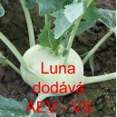 Kedluben bílý Luna