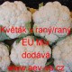 Květák velmi raný až raný zahraniční EU Mix