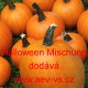 Tykev obecná Halloween Mischung