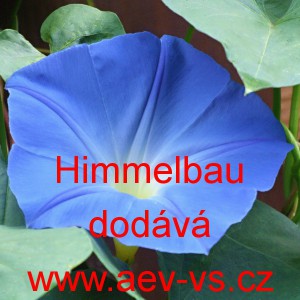 Povíjnice trojbarvá Himmelblau