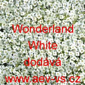 Tařicovka přímořská, laločnice Wonderland White