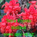 Šalvěj zářivá Tetra Pronto