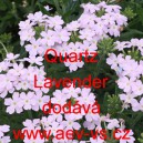 Sporýš zahradní, zkřížený Quartz Lavender