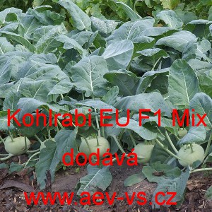 Kedluben bílý hybridní raný/poloraný Kohlrabi EU F1 Mix